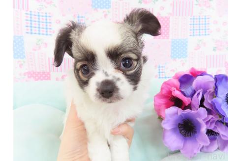 販売中の千葉県のミックス犬-379892の14枚目