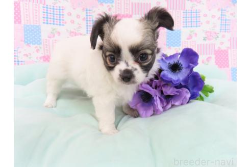 販売中の千葉県のミックス犬-379892の13枚目