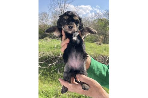 販売中の福島県のミックス犬-385044の2枚目