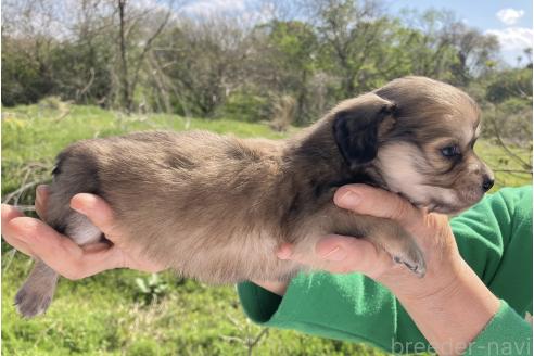 販売中の福島県のミックス犬-385045の3枚目