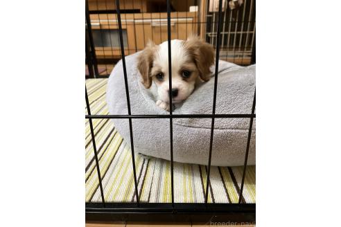 こまちちゃん1枚目