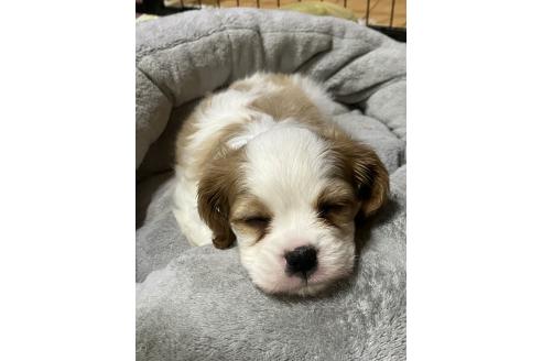 こまちちゃん1枚目