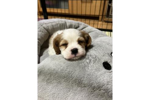 こまちちゃん1枚目
