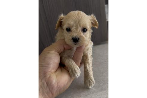 商談中の福岡県のマルプー:マルチーズ×トイプードル-385050の9枚目