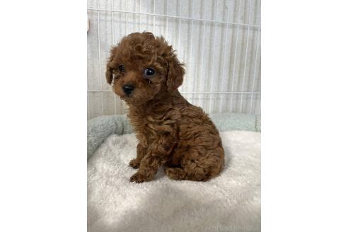 成約済の兵庫県のティーカッププードル-385053の4枚目