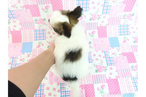 成約済の千葉県のミックス犬-379893の12枚目