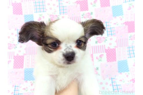 成約済の千葉県のミックス犬-379893の9枚目