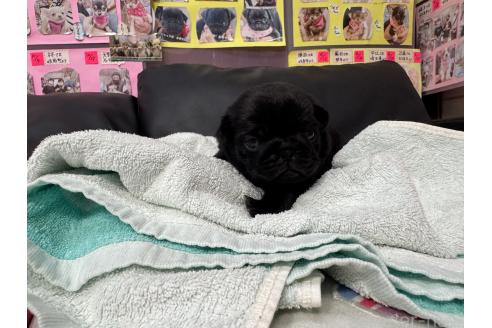 販売中の岐阜県のパグ-385067の18枚目