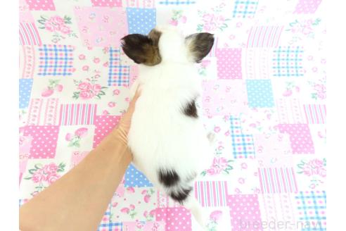 商談中の千葉県のミックス犬-379894の16枚目