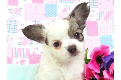 商談中の千葉県のミックス犬-379894の14枚目