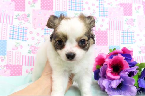成約済の千葉県のミックス犬-379895の9枚目