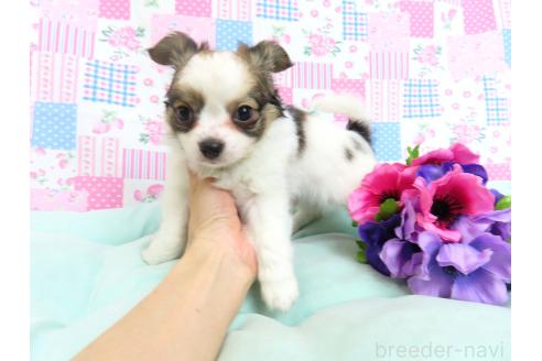 成約済の千葉県のミックス犬-379895の8枚目