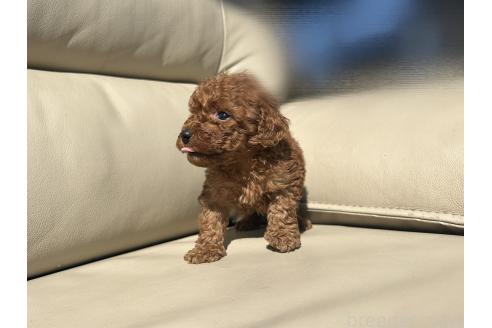 成約済の栃木県のトイプードル-385070の12枚目