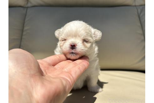 成約済の栃木県のミックス犬-385076の16枚目