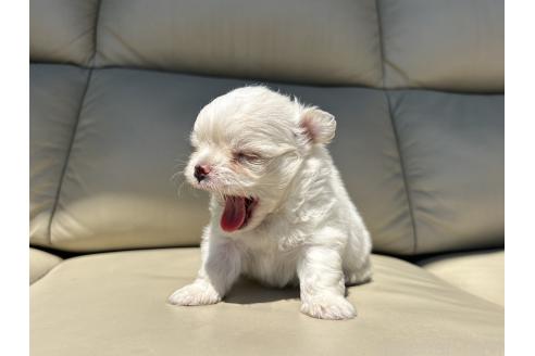 成約済の栃木県のミックス犬-385076の13枚目