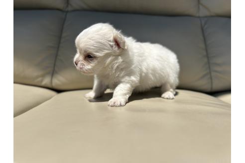 成約済の栃木県のミックス犬-385076の12枚目