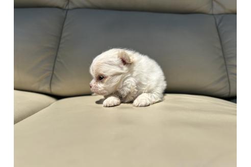 販売中の栃木県のミックス犬-385078の27枚目