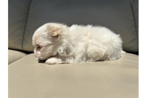 販売中の栃木県のミックス犬-385078の26枚目