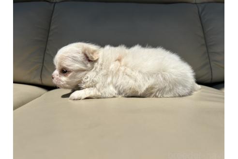 販売中の栃木県のミックス犬-385078の24枚目