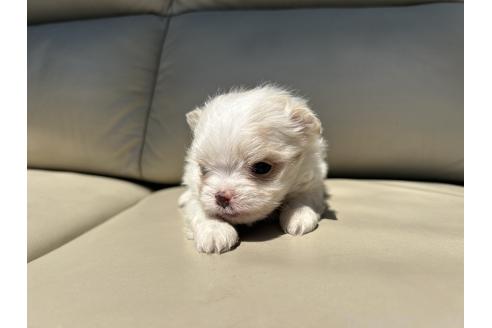 販売中の栃木県のミックス犬-385078の23枚目