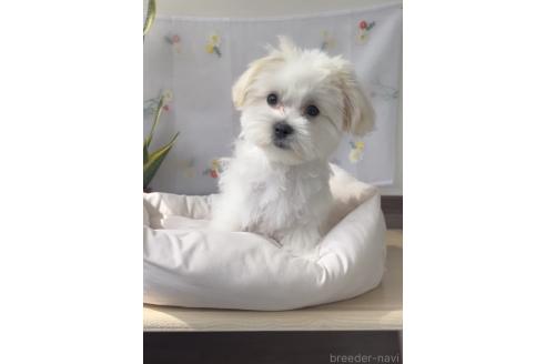 成約済の福岡県のミックス犬-372152の5枚目