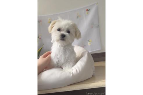 成約済の福岡県のミックス犬-372152の4枚目