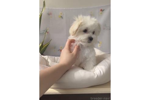 成約済の福岡県のミックス犬-372152の2枚目