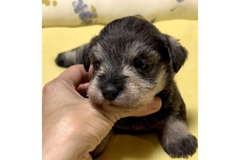 成約済の奈良県のミニチュアシュナウザー-382235の2枚目