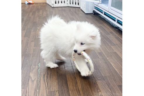 成約済の東京都のサモエド-374647の5枚目