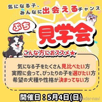 成約済の神奈川県のタイニープードル-384872の3枚目