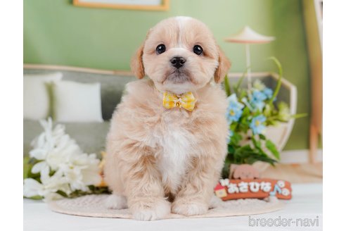 成約済の神奈川県のミックス犬-384874の12枚目