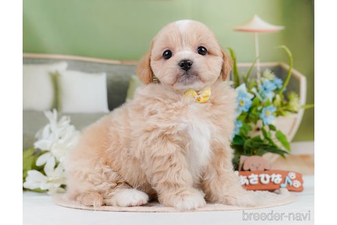 成約済の神奈川県のミックス犬-384874の10枚目