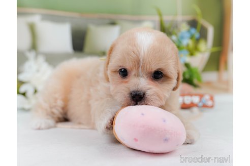 成約済の神奈川県のミックス犬-384874の6枚目