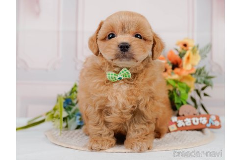 成約済の神奈川県のミックス犬-384875の12枚目