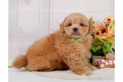 成約済の神奈川県のミックス犬-384875の10枚目
