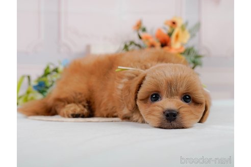 成約済の神奈川県のミックス犬-384875の11枚目