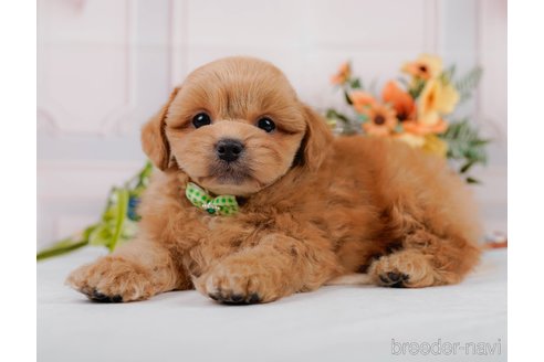 成約済の神奈川県のミックス犬-384875の8枚目