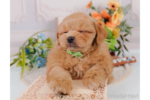 成約済の神奈川県のミックス犬-384875の7枚目