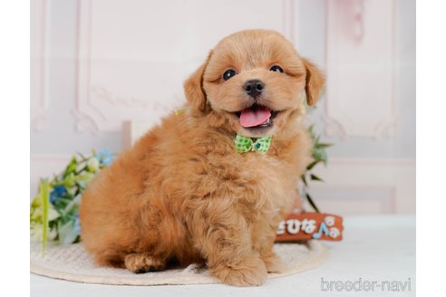 成約済の神奈川県のミックス犬-384875の6枚目