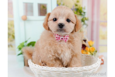 成約済の神奈川県のミックス犬-384876の7枚目