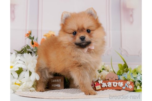 成約済の神奈川県のポメラニアン-384883の10枚目