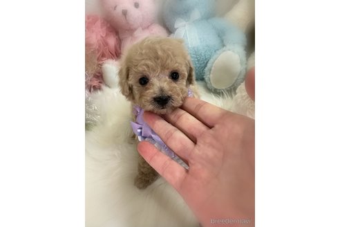 販売中の香川県のタイニープードル-383349の4枚目