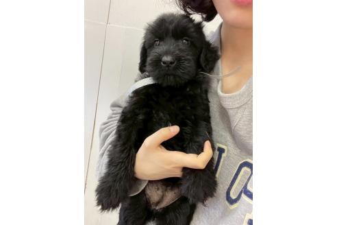 販売中の静岡県のジャイアントシュナウザー-384848の16枚目