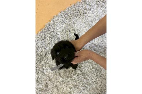 販売中の静岡県のジャイアントシュナウザー-384848の8枚目
