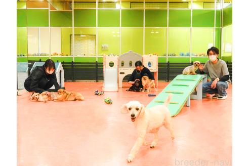 販売中の神奈川県のトイプードル-383115の2枚目