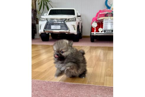 成約済の香川県のポメラニアン-383393の19枚目