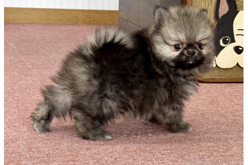 成約済の香川県のポメラニアン-383393の18枚目