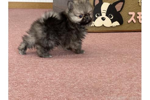 成約済の香川県のポメラニアン-383393の17枚目