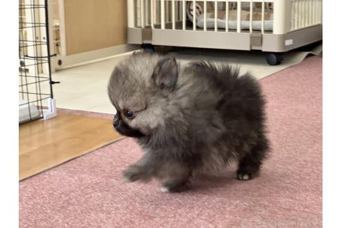 成約済の香川県のポメラニアン-383393の13枚目