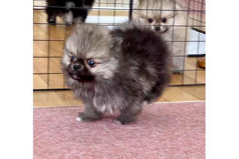 成約済の香川県のポメラニアン-383393の12枚目